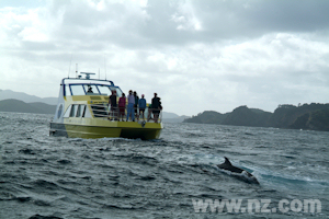 Dolphins at Paihia